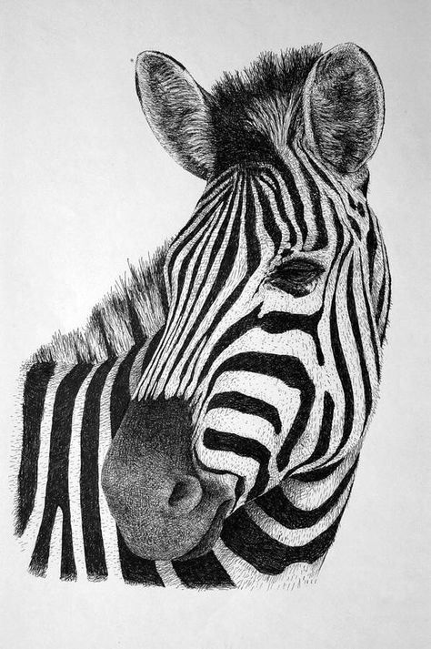 Zebra pen drawing Zebra Drawing Sketches, Zebra Tattoo, Zebra Tattoos, Zebra Drawing, Giraffe Drawing, Zebra Art, Stippling Art, Pencil Drawings Of Animals, Animals Amazing