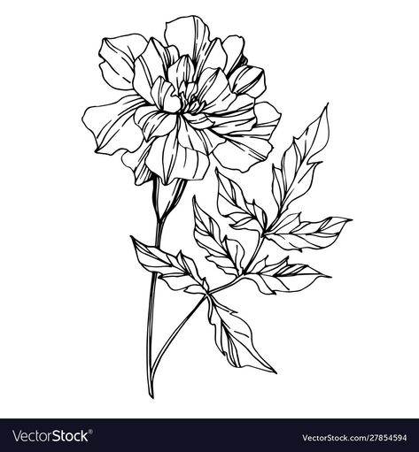 Marigold Flower Drawing Simple, Marigold Tattoo Outline, Simple Marigold Flower Tattoo, Marigold Fine Line Tattoo, One Line Marigold Tattoo, Simple Marigold Tattoo Outline, Mary Gold Flower Drawing, Simple Marigold Tattoo, Marigold Flower Outline