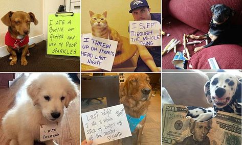 Pet lovers shame their pets for misbehaving in hilarious gallery Pet Shaming, Animal Shaming, Pet Lovers, Facebook Group, Bored Panda, Daily Mail, Labrador Retriever, Animal Lover, Pet