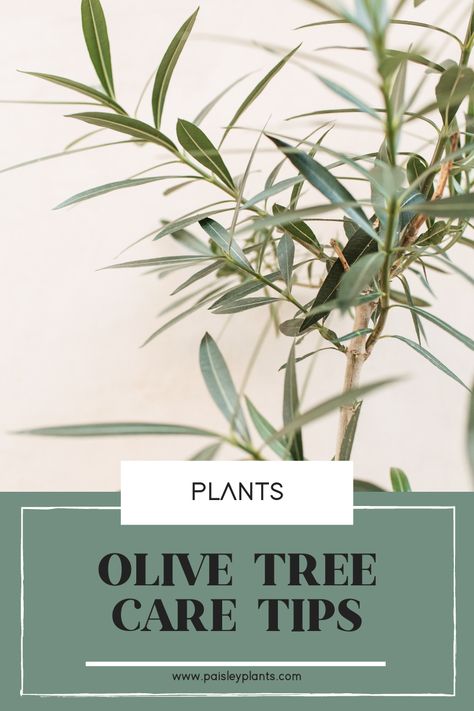 How to Care for Your Olive Tree - Paisley Plants Olive Tree Patio, How To Take Care Of Olive Tree, Olive Tree Potted, Olive Tree Care Outdoor, How To Care For Olive Trees In Pots, Olive Tree Indoor Care, Olive Tree Outdoor, Olive Tree Care Indoor, Olive Plant Indoor