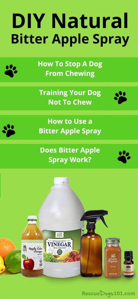 Bitter apple spray dogs homemade. Stop your dog from chewing on wood, shoes and more. #dogs #doghealth #dogdiy #homeremedy #naturaldog #dogtraining #rescuedogs101 Stop Dog Chewing Everything, No Chew Dog Spray Diy, Puppy Chewing Spray, No Chew Spray For Dogs Diy, Bitter Spray For Dogs Diy, Bitter Apple Spray Dogs Homemade, Homemade Dog Spray, Diy Dog Chewing Deterrent, How To Stop Dogs From Chewing Everything