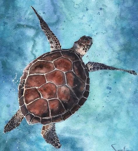 WATERCOLOR ART DAILY 🎨 (@watercolor_art_daily) • Instagram photos and videos Ocean Nursery Art, Sea Turtle Artwork, Watercolor Turtle, Turtle Artwork, Watercolor Sea Turtle, Sea Turtle Painting, Whale Art Print, Sea Turtle Gifts, Sea Turtle Wall Art