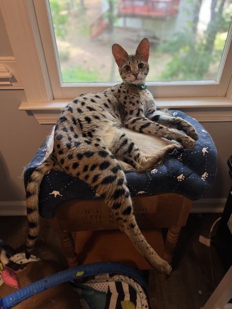 Large Exotic Savananh Cats F3 Savannah Cat, Savanna Cat, Savannah Cat For Sale, Savannah Kitten, Savannah Cats, Munchkin Kitten, Persian Kittens For Sale, Bengal Kitten, Persian Kittens