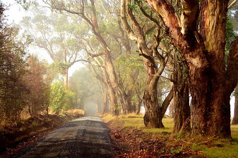 Country Road in Autumn - Warragul, Gippsland, Victoria | Flickr - Photo Sharing! Abc Photography, Australian Scenery, Australian Autumn, Wild Gardens, Australian Landscapes, Australia Nature, Gibb River Road, Australian Country, Australian Trees