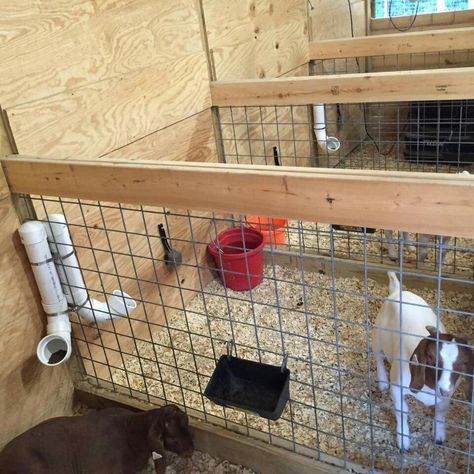 Goat pens Pig Pen Water Ideas, Goat Washing Station, Pig And Goat Pen Ideas, Lambing Pens Diy, Goat Collar Ideas, Goat Pen Set Up, Goat House Pallets, Sheep Lambing Pens, Inside Goat House