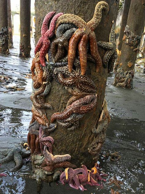 Sea stars in Homer Homer Alaska, Bottom Of The Sea, Ferry Terminal, Sea Stars, Land And Sea, Channel 2, Underwater Creatures, Sea Star, Marine Biology