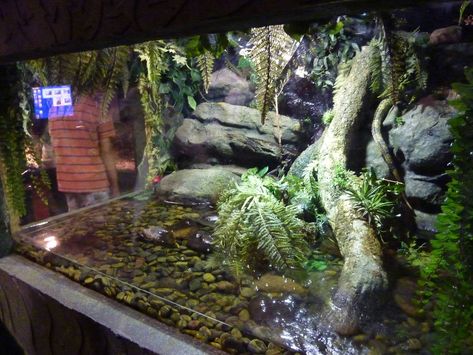 Caiman lizard enclosure Reptile Exhibit, Lizard Enclosure, Caiman Lizard, Lizard Terrarium, Lizard Habitat, Tank Terrarium, Water Terrarium, Snake Terrarium, Animal Enclosures