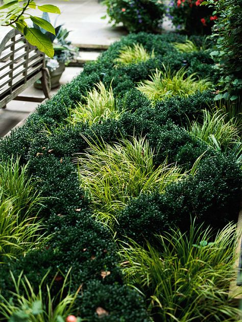 Knot Garden, Garden Herbs, Grasses Garden, Garden Accents, Different Plants, Ornamental Grasses, Raised Beds, Grasses, Herb Garden