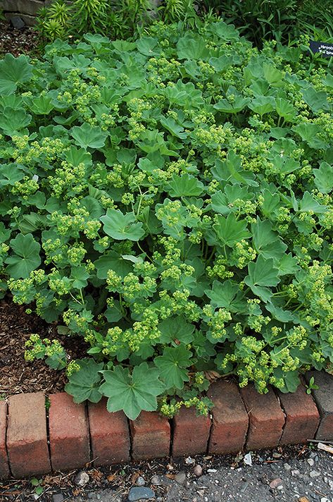 Thriller Lady's Mantle (Alchemilla 'Thriller') at New Garden Landscaping & Nursery Ladys Mantle, Side Gardens, Garden Border Edging, Gorgeous Landscapes, Lakewood Colorado, Front Landscape, Landscape Nursery, Lady's Mantle, Alpine Garden