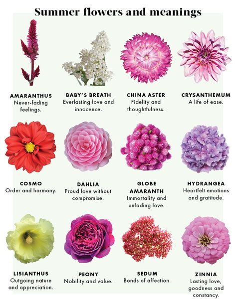 Hre is a chart showing the meaning of some summer flowers, to help in decorations and weddings: Source: JustFab Flowers And Meanings, Different Types Of Flowers, Flower Guide, Flower Meanings, Color Meanings, Flower Names, Language Of Flowers, Flowers Online, Arte Floral