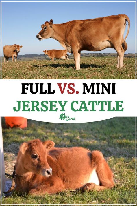 Mini Cow Breeds, Milking Shorthorn Cattle, Miniature Dairy Cows, Jersey Milk Cow, Mini Jersey Milk Cow, Miniature Jersey Cow, Mini Jersey Cow, Mini Cow Barn, Miniture Cows