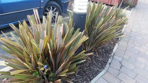 Improper pruning of a New Zealand flax in a tight space. New Zealand Flax Landscaping, Orange New Zealand Sedge, New Zealand Flax Plant, New Zealand Native Plants, New Zealand Star Gazing, Phormium Maori Queen, New Zealand Flax, Garden Problems, Flax Plant