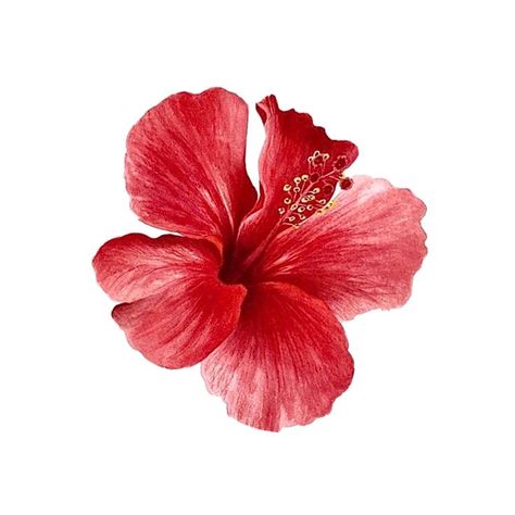 Summer Profile Pictures Aesthetic, Hibiscus White Background, Red Pink Widget, Hibiscus Flower Pfp, Pfp Aesthetic Flower, Hibiscus Flower Widget, Profile Picture Flowers, Hibiscus Widget, Flowers Profile Picture