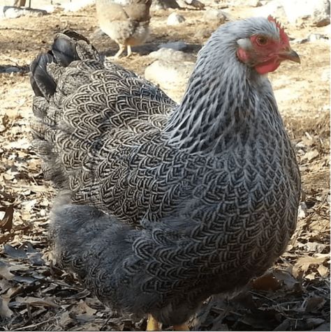 Top 12 Utterly Bizarre Chicken Breeds | PetHelpful Australorp Chicken, Chicken Enclosure, Heritage Chicken Breeds, Heritage Chickens, Poultry Farming, Chicken Tractors, Fancy Chickens, Plymouth Rock, Raising Goats