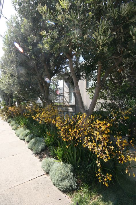 Native Hedge Australian, Native Verge Garden Australia, Native Screening Plants Australia, Australian Native Hedge, Native Garden Australia, Hill Backyard, Verge Garden, Entry Garden, Garden Edge