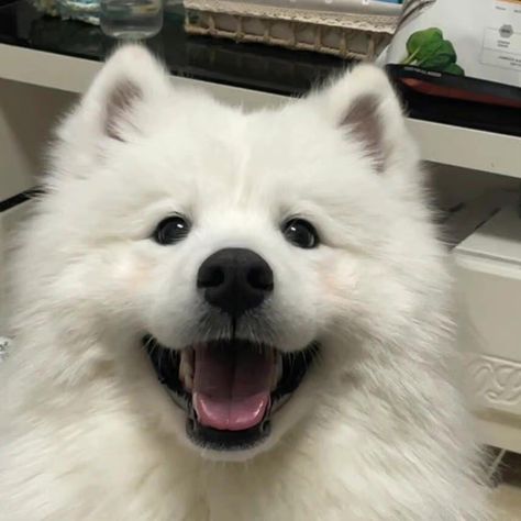 Samoyed Dogs Puppies, Samoyed Dogs Cute, Cute Samoyed, Too Cute To Handle, Cute Fluffy Puppies, Samoyed Dog, Samoyed Puppy, Super Cute Dogs, Very Cute Puppies