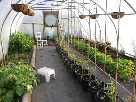 Greenhouse Goals, Greenhouse Layout, High Tunnel, Garden Cover, Tunnel Greenhouse, Homesteading Ideas, Black Thumb, Greenhouse Garden, Greenhouse Interiors