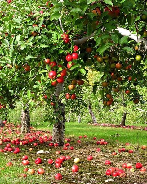 Apple Tree Backyard, Fruit Tree Aesthetic, Fruit Garden Aesthetic, Apple Tree Aesthetic, Apple Watch Inspiration, Apple Orchard Aesthetic, Prime Video Icon, Apple Tree Garden, Apple Orchard Photography