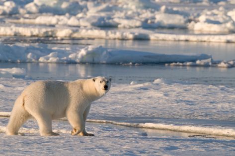 Simple description of polar regions, animals and their threats. Polar Bear Facts, Bear Facts, Bear Habitat, White Bears, Animal Habitat, Polar Climate, Great Escape, Landscape Concept, Marine Environment