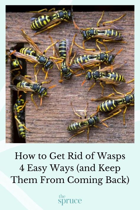 Whether you're facing one pesky wasp's nest or an infestation, follow this guide to learn how to get rid of wasps at your home and keep them away. #diypestcontrol #pestcontrol #diywasptrap #gardeningadvice #houseplanthacks #howtogrow #indoorflowers #plantparenttips #thespruce How To Get Rid Of Wasps Nest, Get Rid Of Wasps Outside, Kill Carpenter Ants, Fake Wasp Nest, Getting Rid Of Bees, Yellow Jacket Wasp, Red Wasps, Wasp Repellent, Get Rid Of Wasps