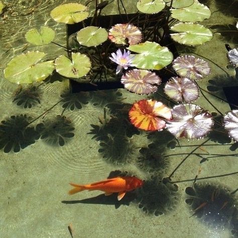 A Pond, Lily Pads, Lily, Swimming, Fish, Orange, Water, White, Instagram