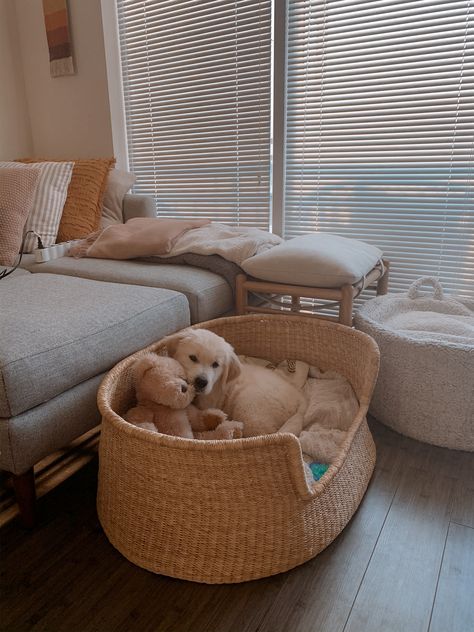 Maltipoo And Golden Retriever, Golden Retriever Apartment, Aesthetic Puppy Set Up, Golden Retriever Puppy Aesthetic, Baby Golden Retrievers, Red Lab Puppies, Golden Lab, Golden Retriever Baby, Puppy Room