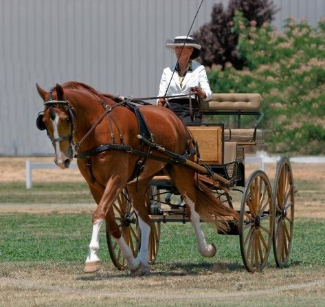 Hackney Horse, Female Driver, Morgan Horses, Horse Wagon, Carriage Driving, Horse Harness, Morgan Horse, Horse Inspiration, Horse And Buggy