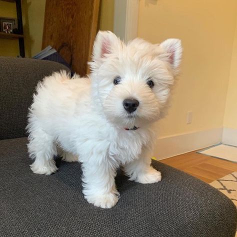 West Highland White Terrier Dogr, commonly known as the Westie, is a breed of dog from Scotland with a distinctive white harsh coat with a somewhat soft white undercoat. Scottish Terrier Puppy, West Terrier, Westie Puppies, Cute Puppy Pictures, Highlands Terrier, Westie Dogs, Terrier Puppy, Maltese Puppy, West Highland White