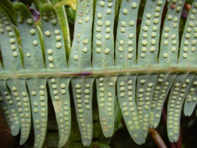 Staghorn Fern Spore Propagation – Growing Spores From Staghorn Fern Plants Fern Propagation, Fern Seeds, Fern Spores, Plants Propagation, Types Of Leaves, Ferns Care, Types Of Ferns, Plant Window, Staghorn Fern