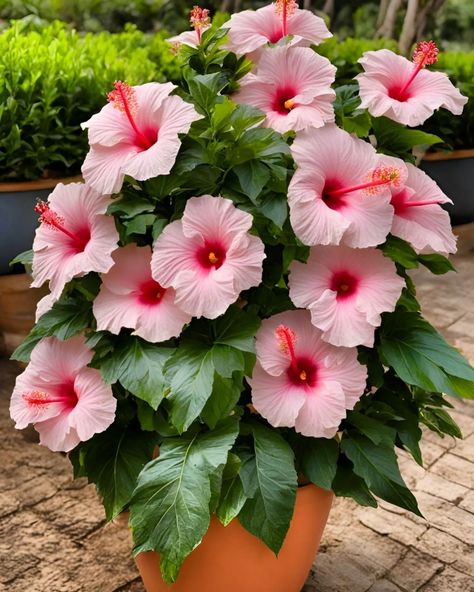 Hibiscus Flowers Hibiscus In Pots, Growing Hibiscus, Hibiscus Garden, Flowering House Plants, Small Balcony Garden, Canvas Art Decor, Hibiscus Plant, China Rose, Fragrant Plant