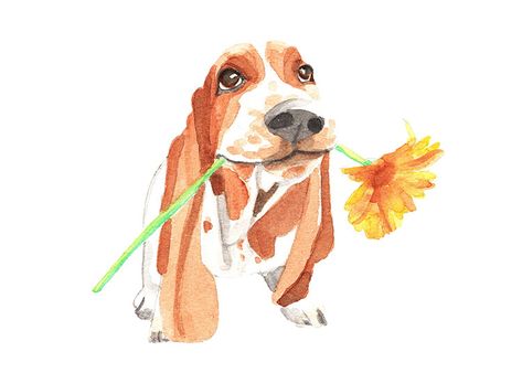 Basset Hound Puppy Drawing, Basset Hound Watercolor, Basset Hound Tattoo, Basset Hound Art, Dog Design Art, Basset Hound Beagle, Basset Hound Puppy, Puppy Drawing, Hound Puppies