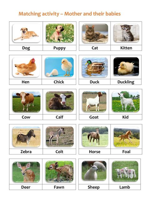 Animals And Their Young Ones, Young Ones Of Animals, Animal Matching Game, Animal Pictures For Kids, Farm Animals Preschool, Mother And Baby Animals, Farm Animals Activities, Farm Theme Preschool, Animal Lessons