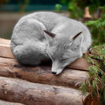 What a beautiful silver fox!! gsfrenchshabbylife Volpe Artica, 웃긴 사진, Cute Animal Pictures, Cute Creatures, Sweet Animals, Animal Photo, Nature Animals, 귀여운 동물, Animals Friends