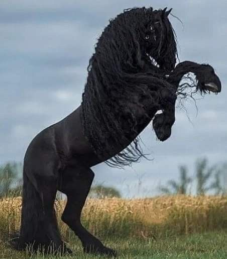 Friesian Horse Photography, Beautiful Horses Wild, Friesian Stallion, Rare Horses, Beautiful Horses Photography, Horse Wallpaper, Horse Aesthetic, Black Horses, Most Beautiful Horses