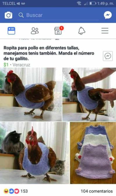 No existe nada más difícil que meterse a bañar con estas temperaturas. Chicken Clothes, Chickens In The Winter, Chicken Sweater, Crochet Chicken, Building A Chicken Coop, Coop Ideas, Keeping Chickens, Diy Chicken, Chicken Diy