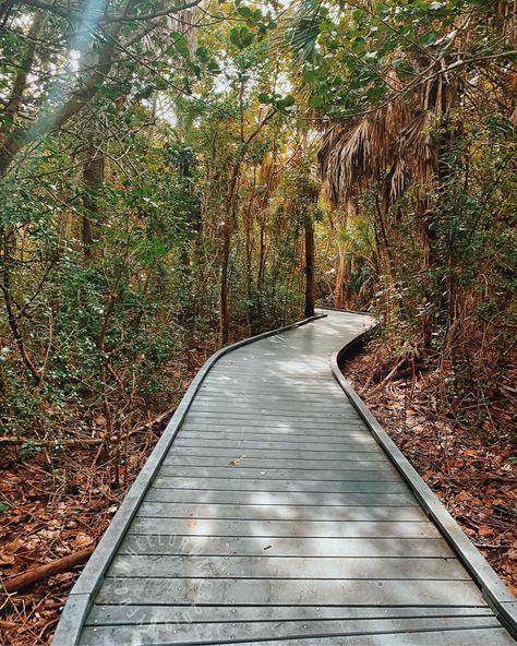 6 South Florida Hiking Trail Boardwalks That Are Easy To Tackle - Narcity Florida Hiking, Perfect Road Trip, Cypress Trees, Sanibel Island, Vero Beach, Hiking Trail, Green Landscape, Exotic Birds, Sunshine State