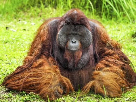 Bornean Orangutan, East Kalimantan, Rainforest Habitat, Forest Conservation, Basking In The Sun, Endangered Wildlife, Mandrill, Great Ape, Unusual Animals