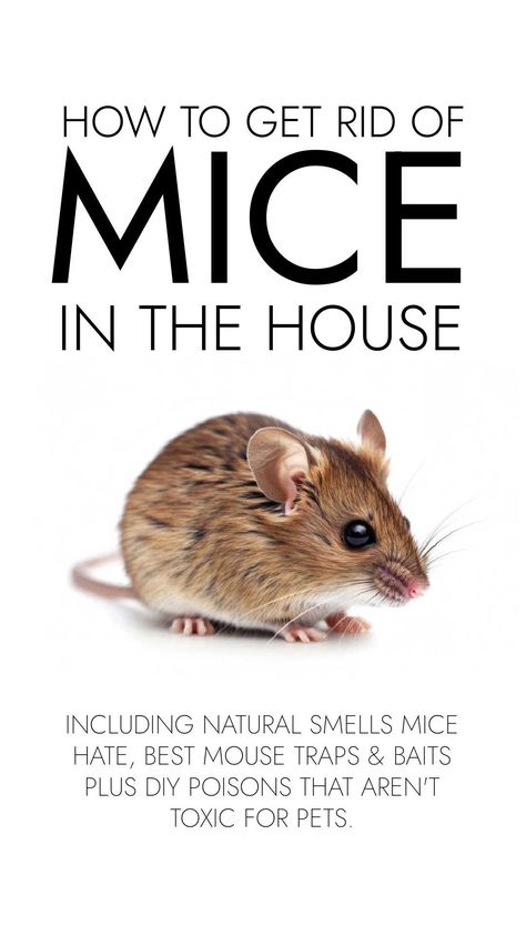 Get rid of mice in the house with natural smells mice hate, the best mouse traps and baits PLUS DIY poisons that aren't toxic for pets. Diy Mice Repellent Homemade, Natural Mice Repellent, Get Rid Of Mice In House, How To Get Rid Of Mice In The House, Mice Repellent How To Get Rid, Home Remedies For Mice, Diy Mice Repellent, Mouse Trap Diy, Get Rid Of Rats