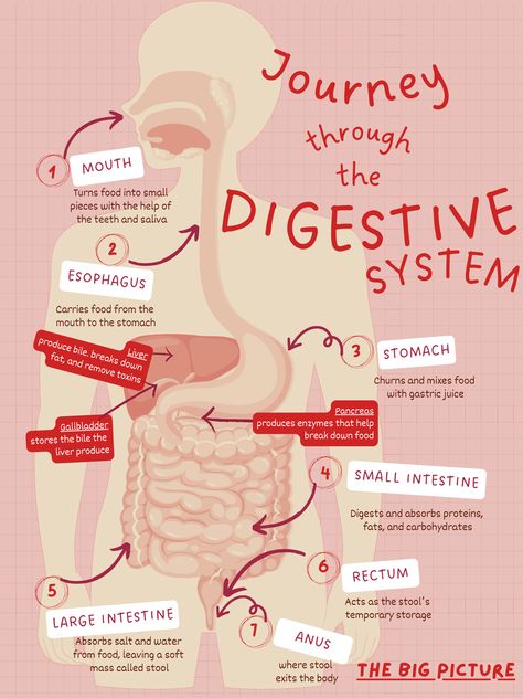 This diagram describes the basic organs of the digestive system. Biology Digestive System, Alimentary Canal Diagram, Digestive System Notes, Digestive System Poster, Digestive System Project, Body Organs Diagram, Doctor Study, Digestive System Diagram, Teeth Diagram