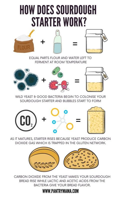 How Does Sourdough Starter Work? [science of sourdough] Sourdough Starter Care, Sourdough How To, Bulk Fermenting Sourdough Chart, Sour Dough Bread For Beginners, How To Make Sourdough Starter, Diy Sourdough Starter, Homestead 101, Fancy Bread, Fermentation Station