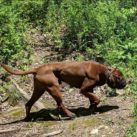 Korean Mastiff, North American Mastiff, Red Tibetan Mastiff, Thai Ridgeback, Mastiff Mix, Neapolitan Mastiffs, Presa Canario, Giant Schnauzer, Mastiff Dogs