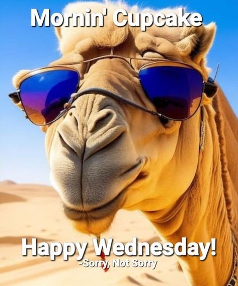 Happy Humpday Funny, Funny Hump Day Quotes, Happy Hump Day Wednesday, Humpday Humor, Wednesday Pics, Encouragement Box, Work Related Quotes, Hump Day Quotes, Inspiring Verses