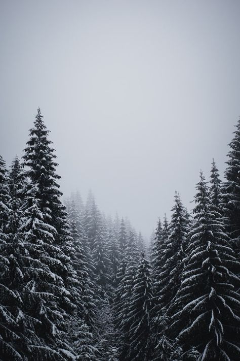 Snow Wallpaper Iphone, Hd Wallpapers For Iphone, Winter Wonderland Wallpaper, Iphone Wallpaper Landscape, Forest Background, Hd Wallpaper Iphone, Wallpapers For Iphone, Simple Iphone Wallpaper, Forest Wallpaper