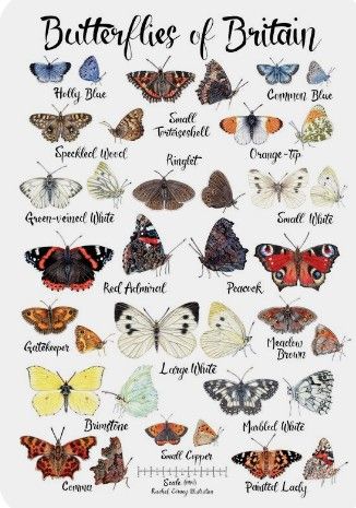 Butterfly Identification, Butterflies Poster, Vibrant Poster, Types Of Butterflies, Butterfly Species, Moth Art, Butterfly Poster, Bird Poster, Bee Friendly