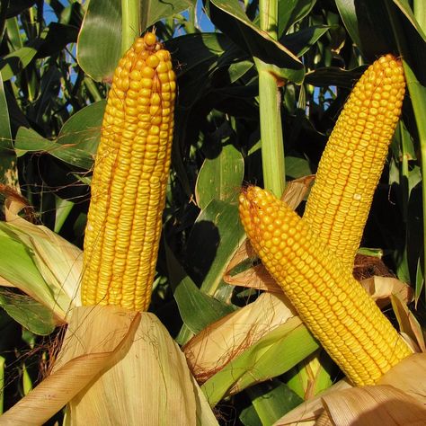 Freezing Fresh Corn, Freezing Corn, Field Corn, Seeds Planting, Corn Side Dish, Corn Field, Corn Pudding, Corn Seed, Creamy Corn