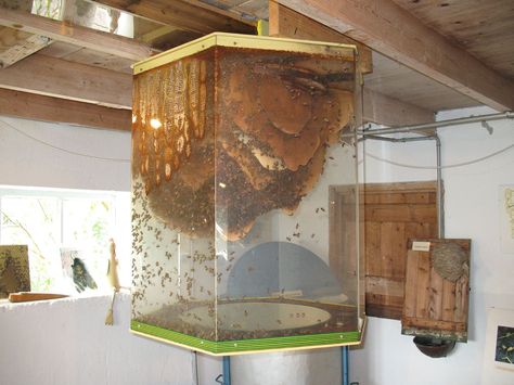 Giant Observation Hive | Flickr - Photo Sharing! Glass Bee Hive, Hive Architecture, Bee Hive Design, Observation Hive, Plexiglass Panels, Bee Houses, Raising Bees, Bee Boxes, Bee House