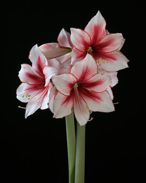 Temptation Amaryllis Plant, Amaryllis Flowers, Amaryllis Bulbs, Flower Therapy, Beautiful Flowers Pictures, Single Flower, Lily Flower, Exotic Flowers, Succulents Garden