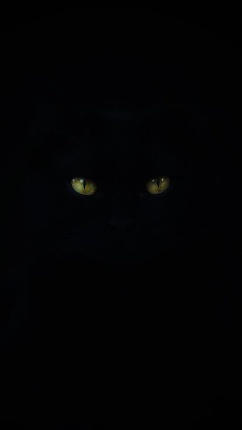 #cat #blackcat #aesthetic #wallpaper #photography Cute Black Cat Aesthetic Wallpaper, Miraculous Ladybug Cat Noir Wallpaper, Black Cats Wallpaper Aesthetic, Black Cats Aesthetic Wallpaper, Black Leopard Aesthetic, Black Kitty Wallpaper, Aesthetic Kitten Wallpaper, Black Cat Lockscreen, Aesthetic Black Cat Wallpaper