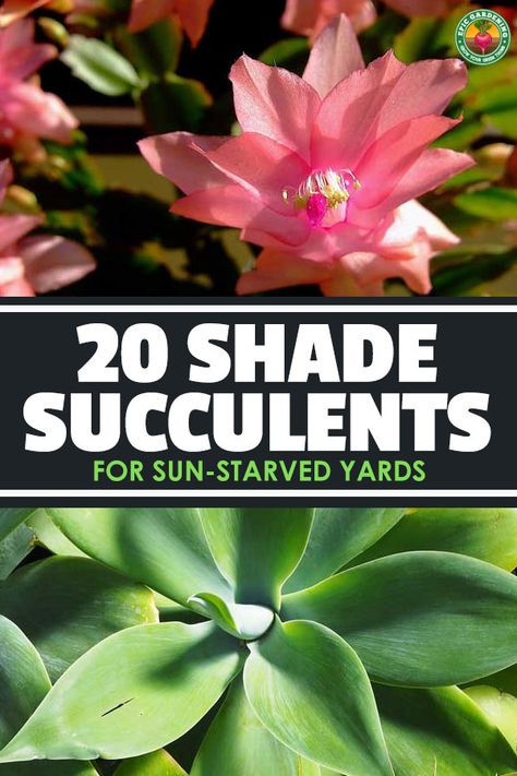 These 20+ shade succulent options provide drought-tolerant beauty in low light areas of your garden. via @epicgardening Shade Succulents, Low Light Succulents, Part Shade Plants, Succulent Garden Outdoor, Succulent Outdoor, Kalanchoe Blossfeldiana, Succulent Garden Indoor, Flowering Succulents, Succulent Garden Diy