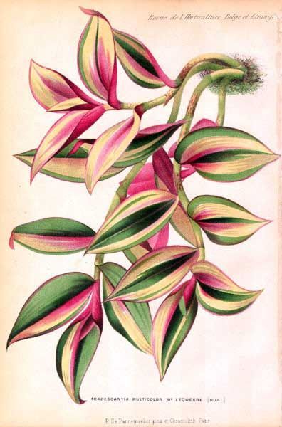 Botanical Plants Illustration, Tradescantia Tattoo, Philodendron Drawing, Plant Painting Art, Illustration Botanique, Watercolor Plants, Vintage Botanical Prints, Plant Painting, Plant Drawing